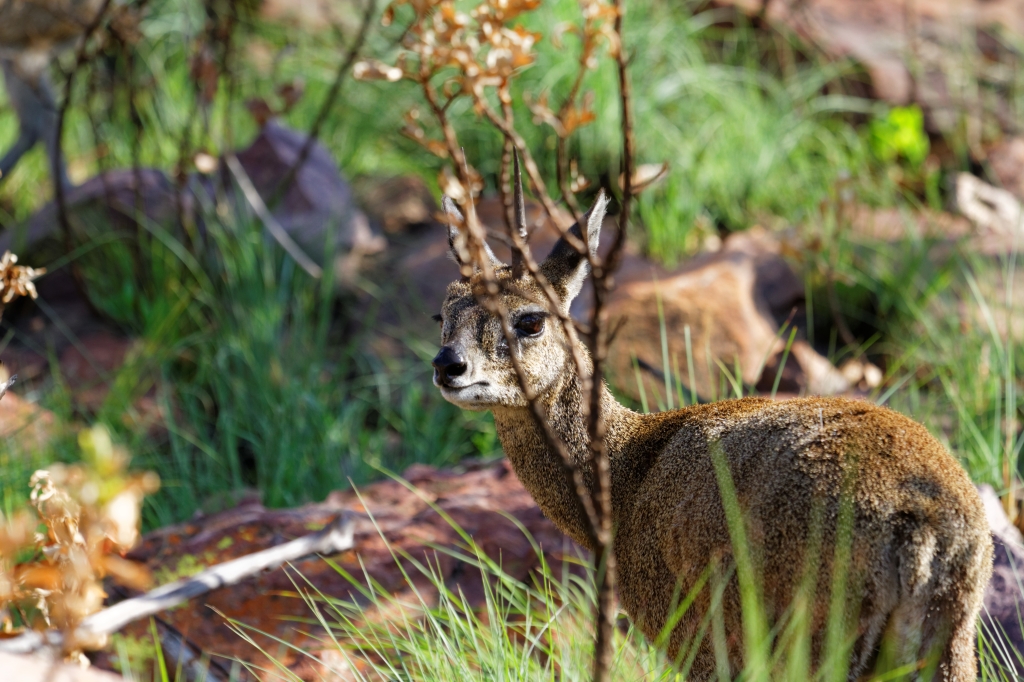 10 - Marakele NP (6)-Oreotrague.jpg